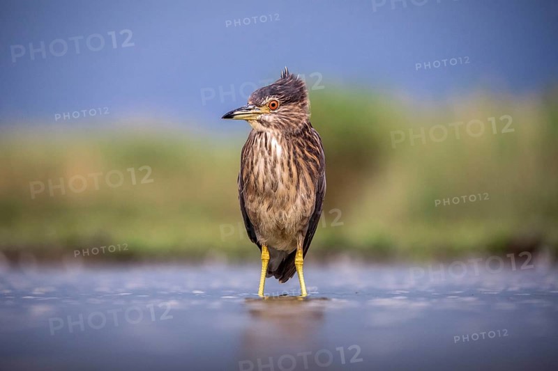 Black crowned night heron (Nycticorax nycticorax) in the water, juvenile, Pusztaszer, Hungary, Europe