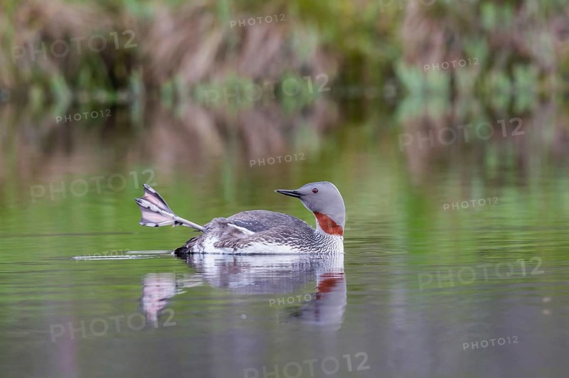 Red-throated diver (Gavia stellata) with outstretched foot in the water, Central Sweden, Sweden, Europe