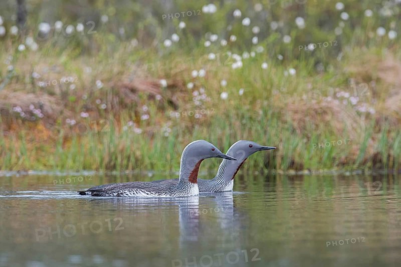 Red-throated diver (Gavia stellata), couple swimming in water, Dalarna, Sweden, Europe