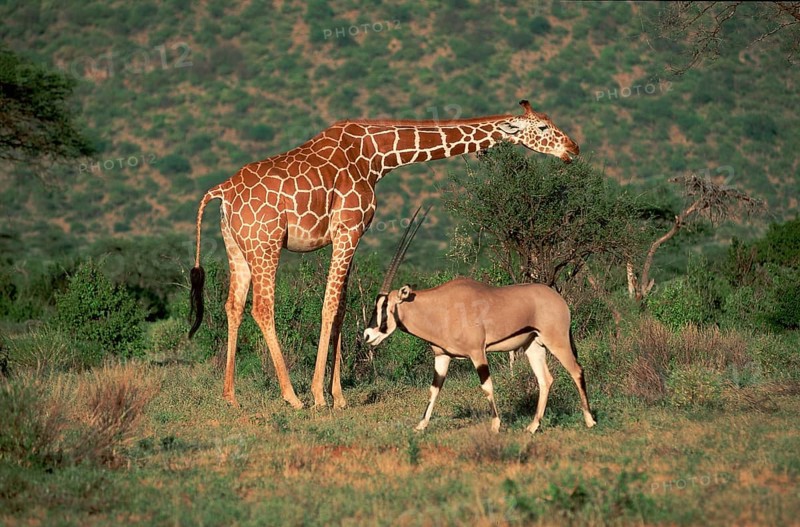 Gemsbok (Oryx gazella) and reticulated giraffe (Giraffa camelopardalis reticulata), Samburu Game Reserve, Page, Kenya, Africa