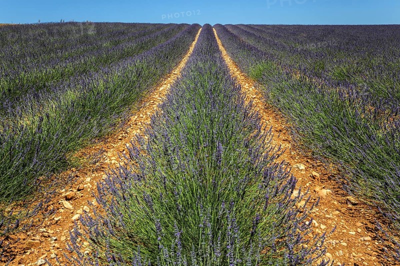 Lavender field, flowering true lavender (Lavandula angustifolia), near Valensole, Provence, Provence-Alpes-Cote d Azur, South of France, France, Europe
