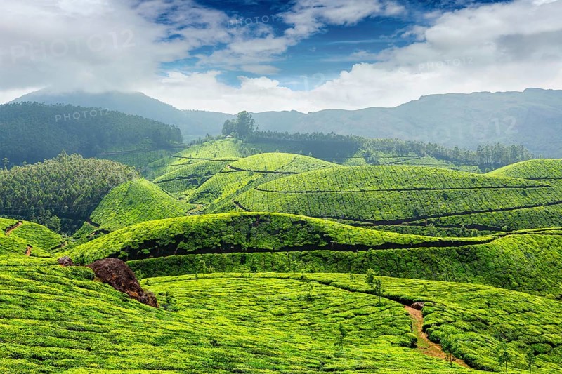 Tea plantations in morning fog in Munnar, Kerala, India, Asia