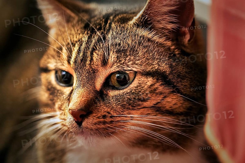Brown tabby felidae (Felis silvestris catus), attentive gaze, portrait, Germany, Europe