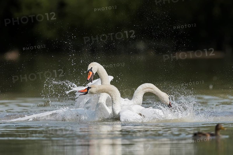 Mute swans (Cygnus olor), fighting in the water, Upper Austria, Austria, Europe