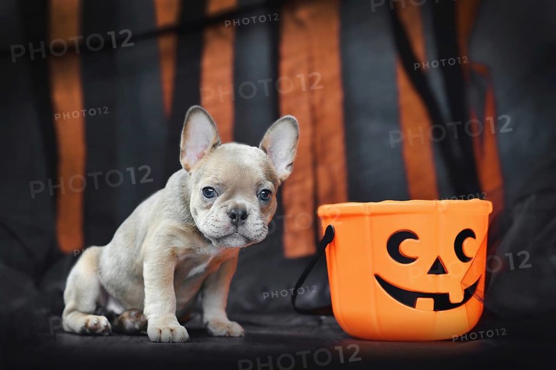 French Bulldog dog puppy with spooky Halloween trick or treat basket in front of black and orange paper streamers