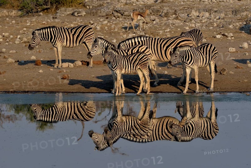 Burchell's Zebras (Equus quagga burchelli) reflected at the waterhole Chudop, Etosha National Park, Namibia, Africa