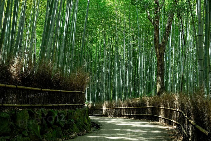 Bamboo forest, near Arashiyama, Kyoto, Japan, Asia