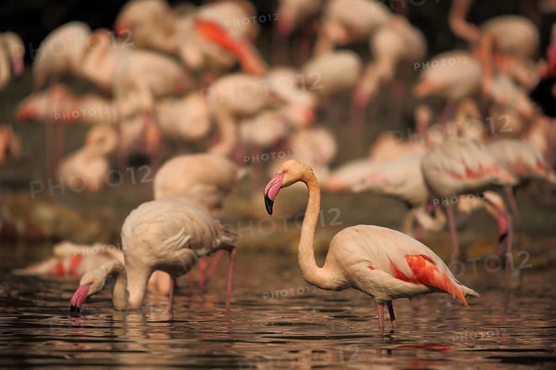 Cuban flamingo, troop, group, standing, water, american flamingo (Phoenicopterus ruber), Phoenicopterus, Phoenicopteridae, flamingo, flamingos (Phoenicopteriformes), bird, animal, vertebrate, captive
