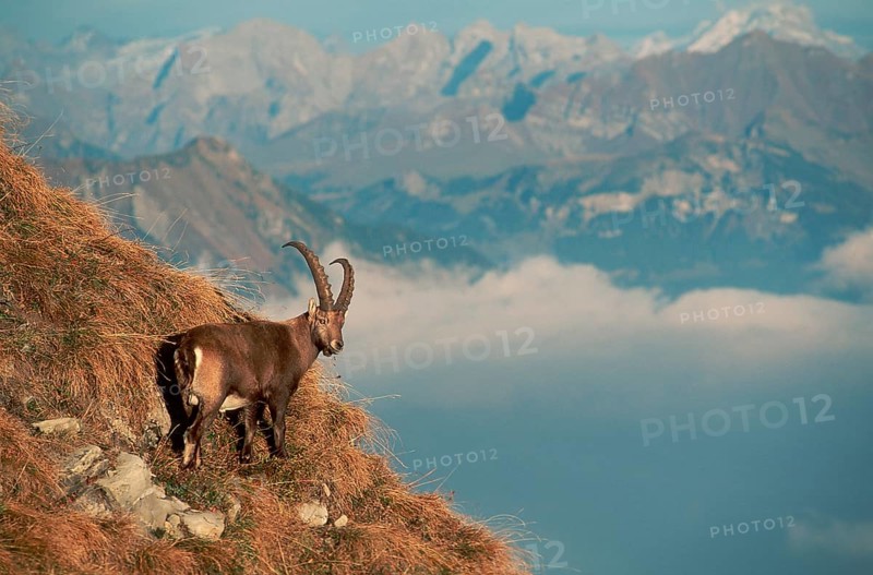 Alpine ibex (Capra ibex), male, Alps, side, Switzerland, Europe