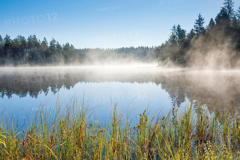 Wafts of mist over the mirror-smooth mire lake Étang de la Gruère in the canton of Jura, Switzerland, Europe