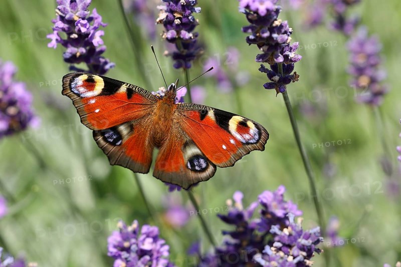 European peacock (Aglais io) on common lavender (Lavandula angustifolia) of a true lavender, North Rhine-Westphalia, Germany, Europe