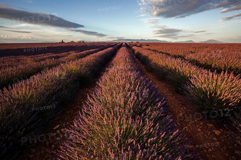 Lavender field, flowering true lavender (Lavandula angustifolia), near Valensole, evening light, Provence, Provence-Alpes-Cote d Azur, South of France, France, Europe