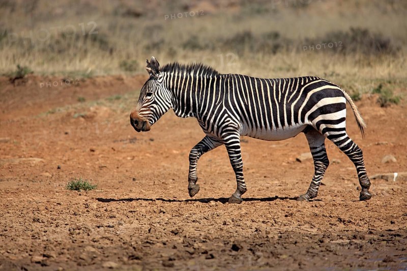 Cape mountain zebra (Equus zebra zebra), Mountain Zebra National Park, South Africa, lateral view, Africa