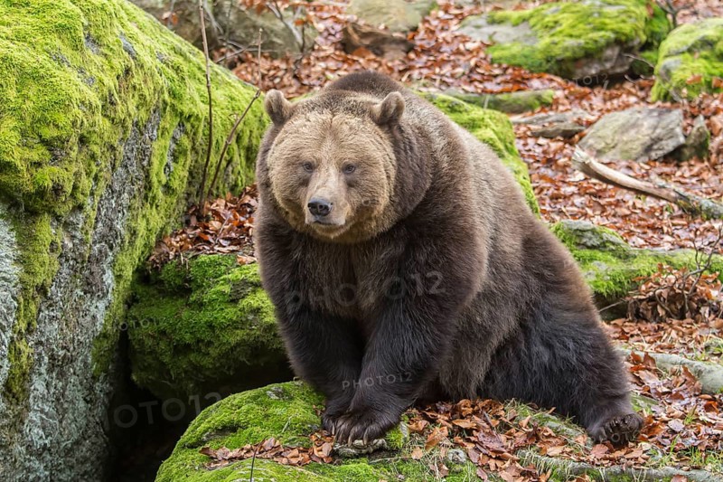 Brown Bear (Ursus arctos), animal enclosure, Bavarian Forest National Park, Bavaria, Germany, Europe