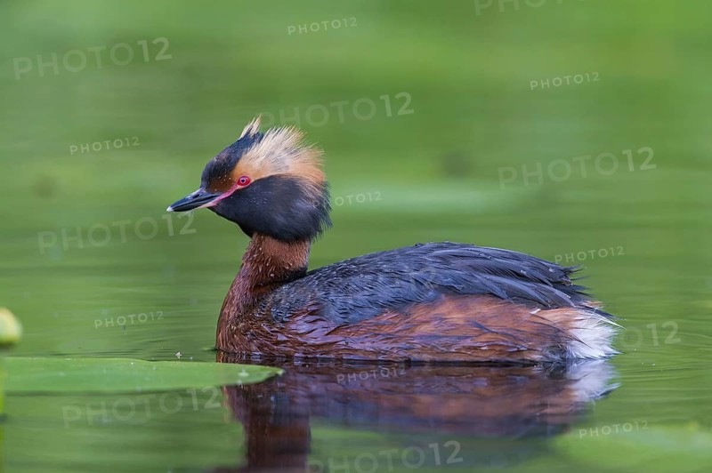Horned Grebe (Podiceps auritus) swims in water, Västergotland, Sweden, Europe