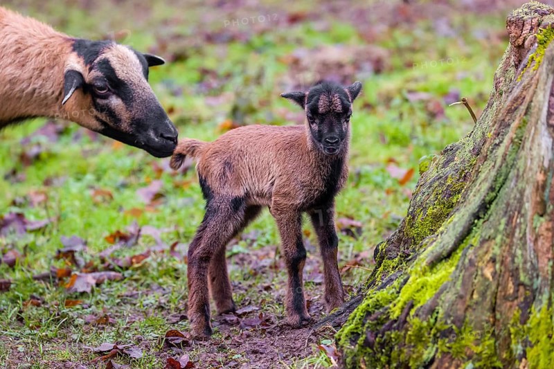 A female Cameroon or Cameroon Dwarf sheep, Ovis gmelini aries, and its lamb stand on a forest edge