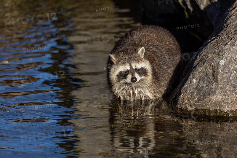 One Raccoon, Procyon lotor, looking for food between the pebbles in shallow water