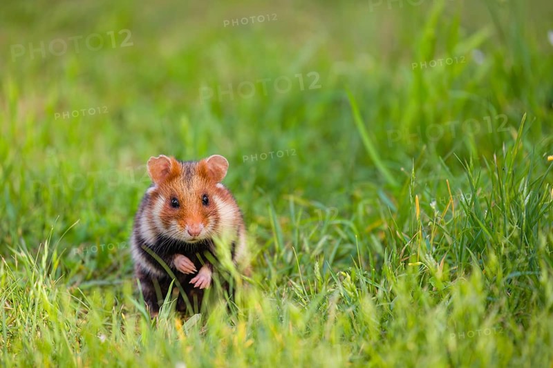 A European hamster (Cricetus cricetus), Eurasian hamster, black-bellied hamster or common hamster, sits on a meadow in fresh green grass