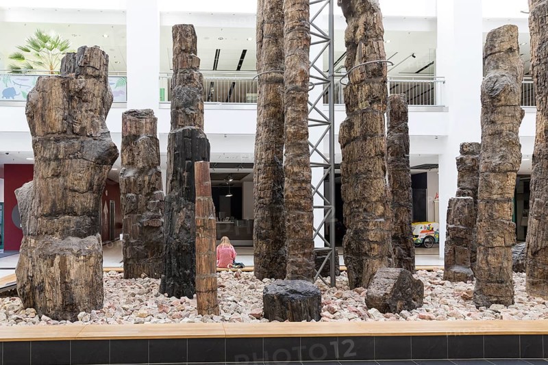 Petrified forest in the Tietz atrium, Chemnitz Natural History Museum, Saxony, Germany, Europe