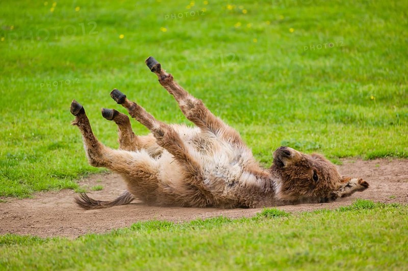 A mixed breed donkey foal takes a dust bath