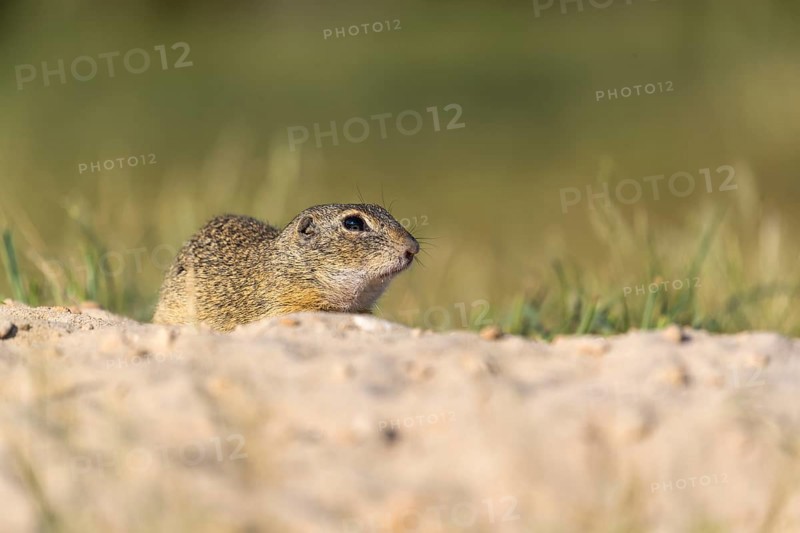 European ground squirrels (Spermophilus citellus) or European souslik sitting on sand with some green grass in the background, feeding on seed