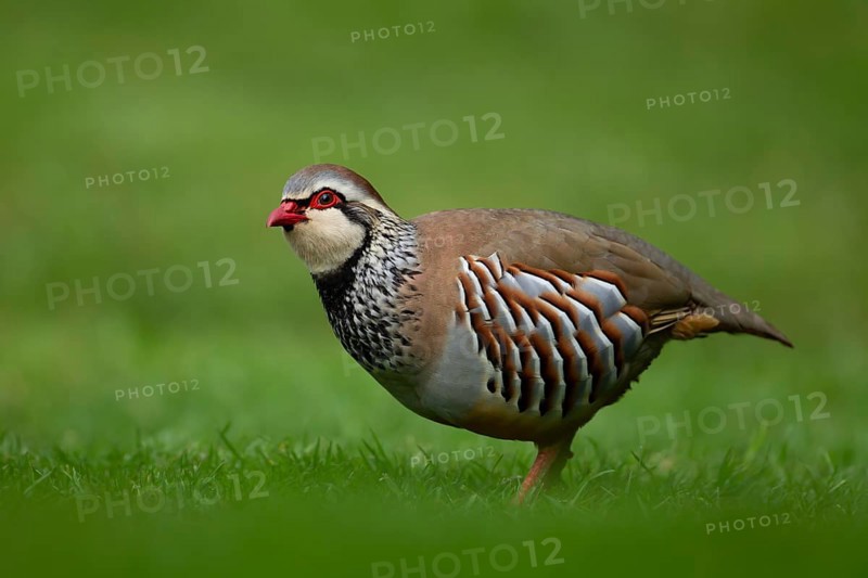 Red legged or French partridge (Alectoris rufa) adult bird on an urban garden grass lawn, England, United Kingdom, Europe