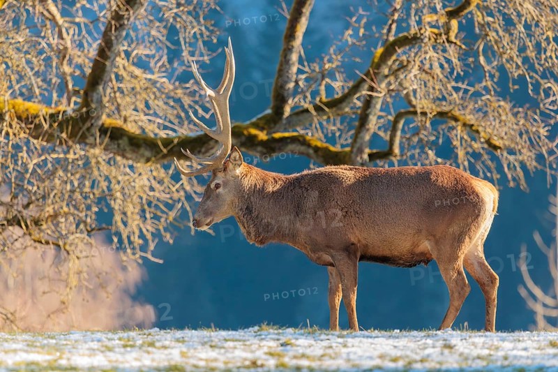 A red deer stag (Cervus elaphus) stands in the first light of day on a meadow covered in hoar frost. A forest and a Pear Tree can be seen in the background