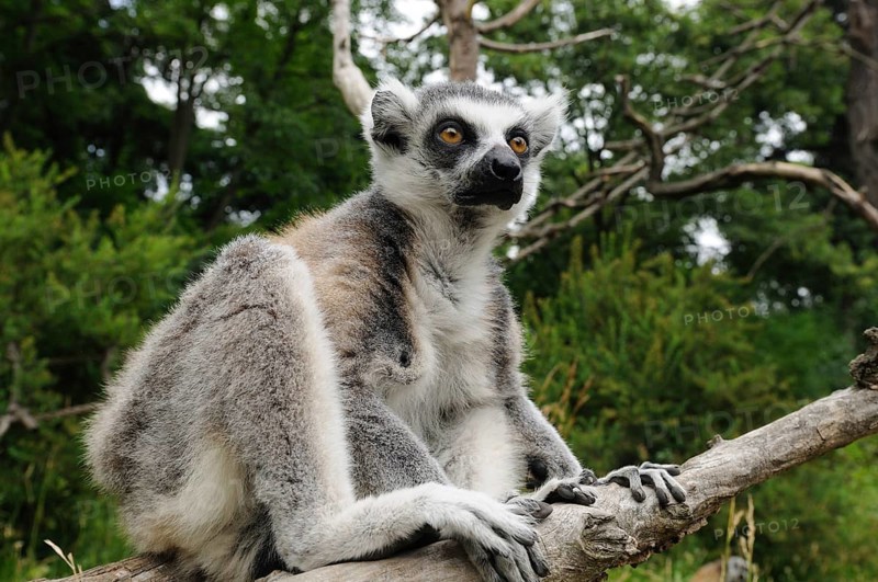 Catta (Lemur catta), wide-angle photo on a branch, captive