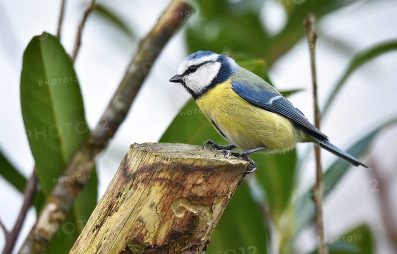 Blue tit (Cyanistes caeruleus) on a branch in cherry laurel, (Prunus laurocerasus) Schleswig-Holstein, Germany, Europe