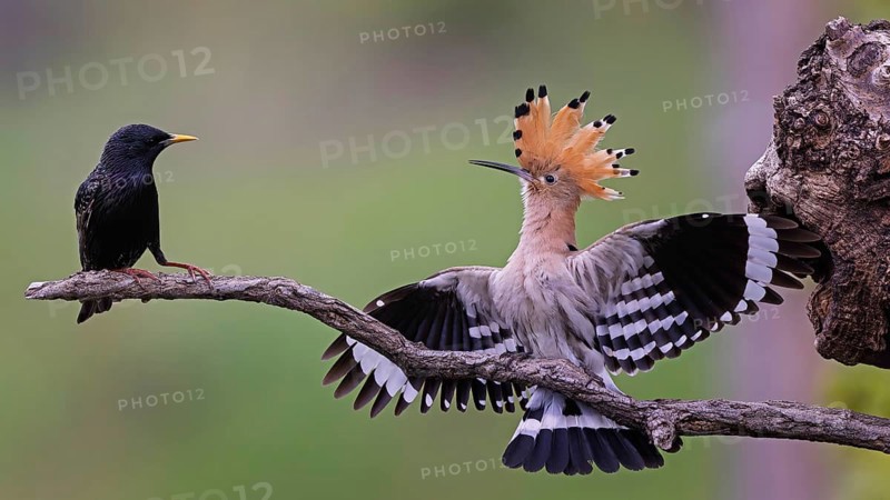 Hoopoe (Upupa epops) Bird of the Year 2022, defends breeding cavity against starling (Sturnus vulgaris) spread wings, wing coverts, defensive posture, Middle Elbe Biosphere Reserve, Saxony-Anhalt, Germany, Europe