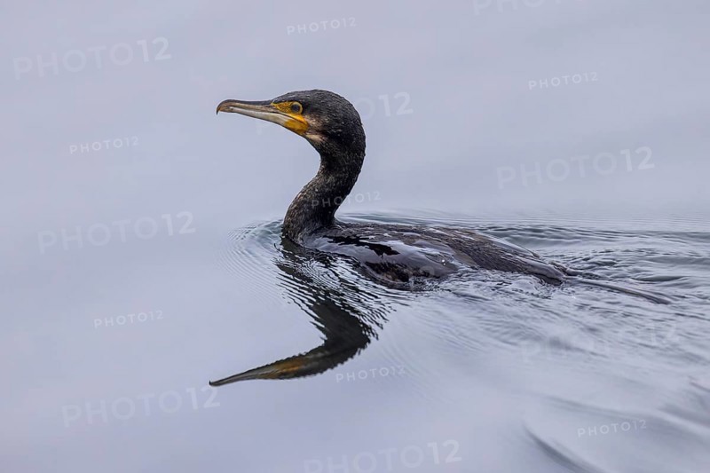 A cormorant swims calmly through the water, its reflection can be seen below, Cormorant, (Phalacrocorax carbo), wildlife, Germany, Europe