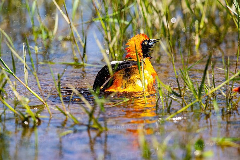 Orangetroupial (Icterus icterus) Pantanal Brazil