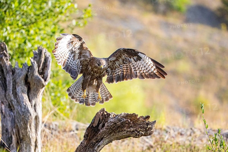 Common buzzard (Buteo buteo) Germany