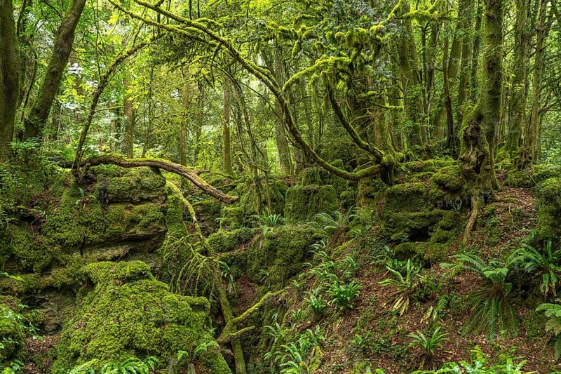 Forest of Dean, Gloucestershire, England, Great Britain