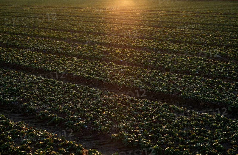 Agriculture cultivation of field lettuce, lamb's lettuce, on field, winter field, vegetables, agriculture, agribusiness, Fellbach, Baden-Württemberg, Germany, Europe