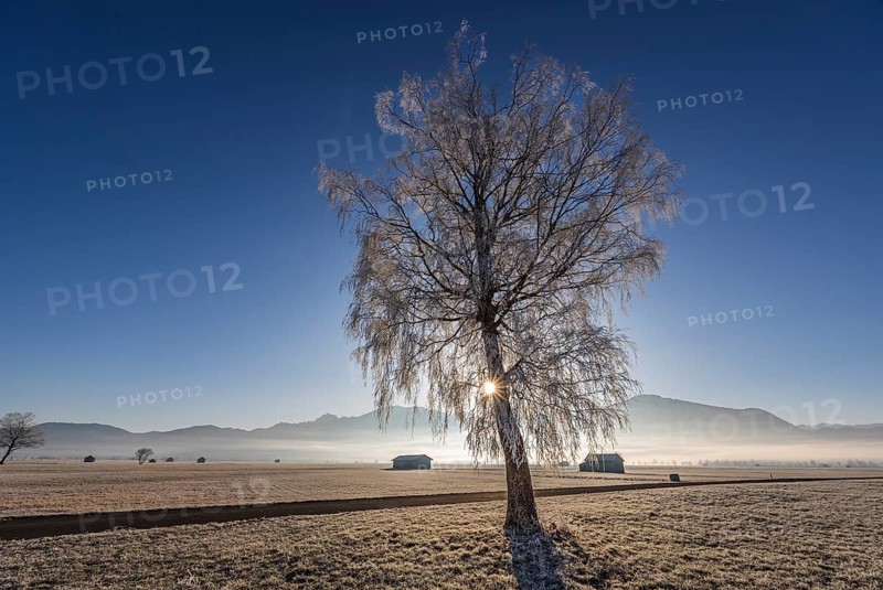 Tree, birch, hoarfrost, sunbeams, fog, path, backlight, sunny, mountain landscape, winter, Loisach-Lake Kochel moor, view of Jochberg, foothills of the Alps, Bavaria, Germany, Europe