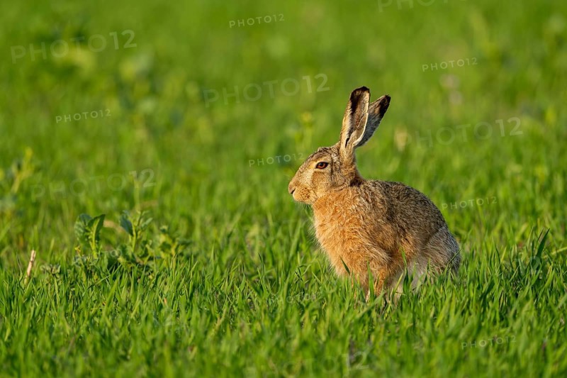 European hare (Lepus europaeus), Texel, province of North Holland, Netherlands