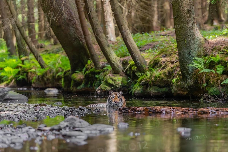 One young female Siberian Tiger, Panthera tigris altaica, lying resting in the cool fresh water of a creek deep in a forest