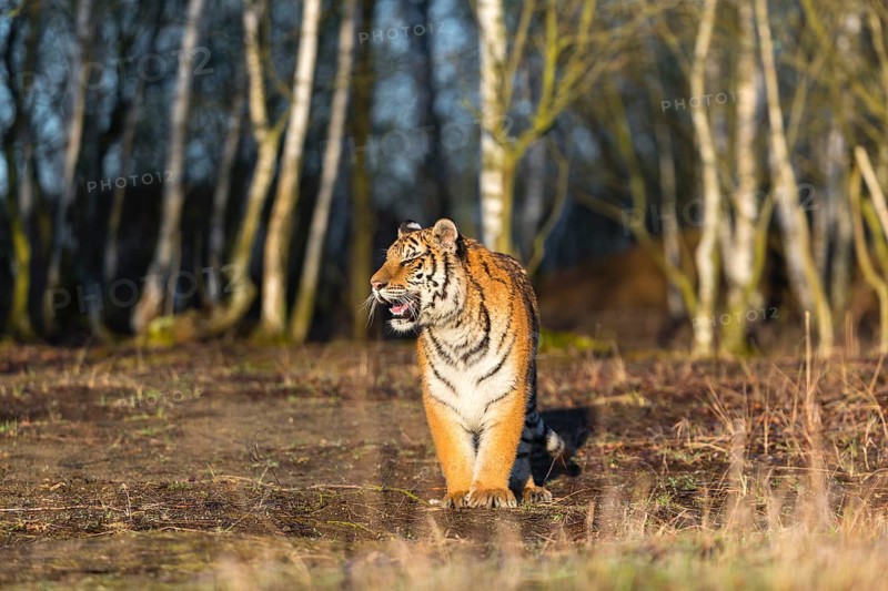 One young female Siberian Tiger, Panthera tigris altaica, running thru a birch tree forest. Early morning light
