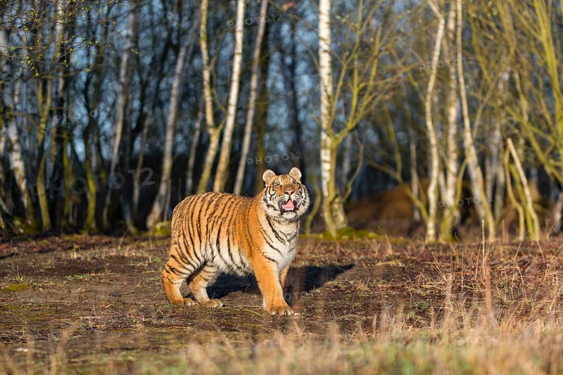 One young female Siberian Tiger, Panthera tigris altaica, running thru a birch tree forest. Early morning light
