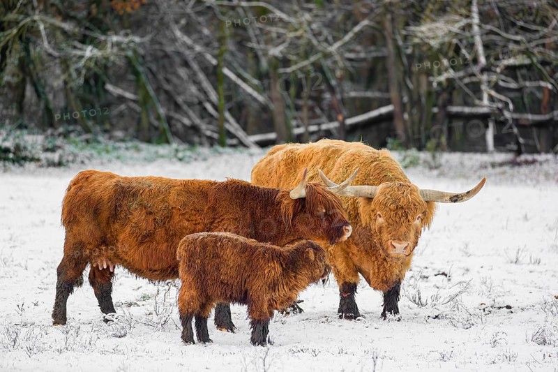 A family of Highland cattle (Bos primigenius), a bull, a cow and a calf are standing at the edge of the forest on a snow-covered pasture