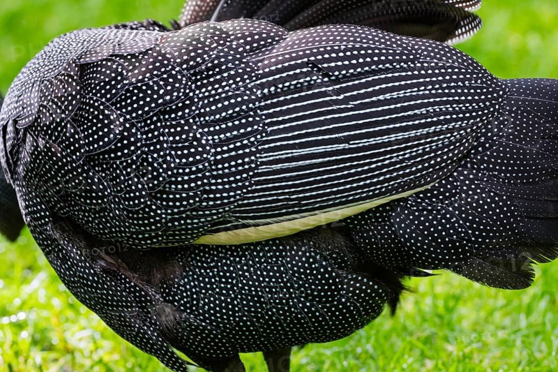 Crested Guineafowl (Guttera pucherani), a detailed study of the plumage of an adult male bird, captive, Germany, Europe