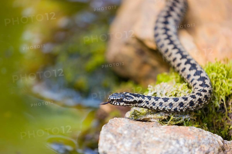 One Vipera berus, the common European adder or common European viper, creeps over moss and rocks