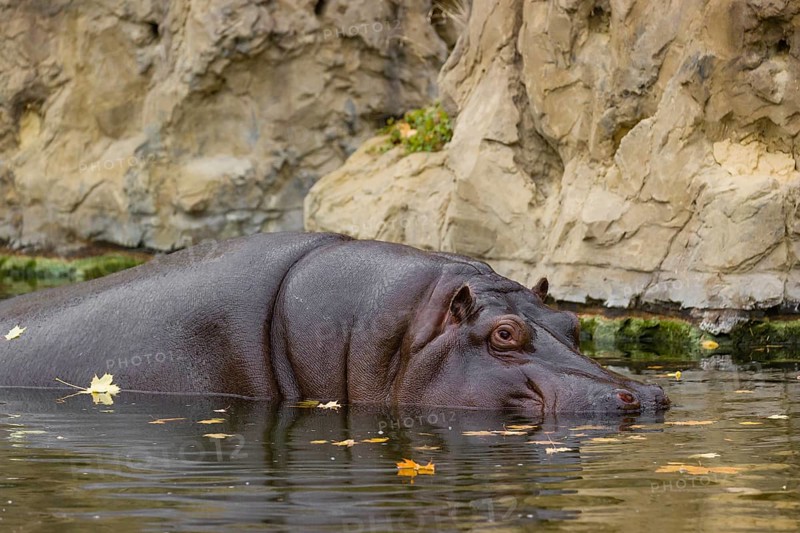 A hippopotamus or hippo (Hippopotamus amphibius), entering the river, partially submerged