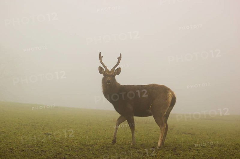 A Sambar stag (Rusa unicolor), stands on a meadow in dense fog