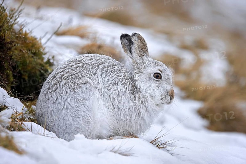 Mountain hare, alpine hare, snow hare (Lepus timidus) in white winter pelage resting in the hills in late winter, Cairngorms National Park, Scotland, United Kingdom, Europe