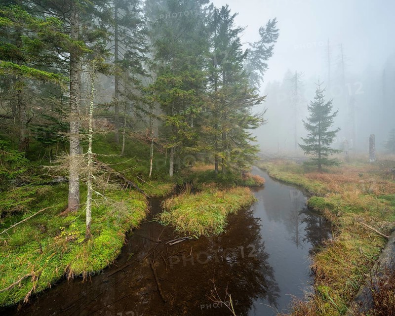 Swampy forest with stream at the Großer Arbersee in the fog, Bavarian Forest, Lower Bavaria, Bavaria, Germany, Europe