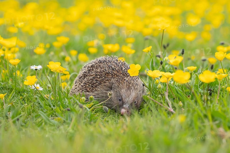 European hedgehog (Erinaceus europaeus) adult animal in a spring time meadow with flowering Buttercups, England, United Kingdom, Europe