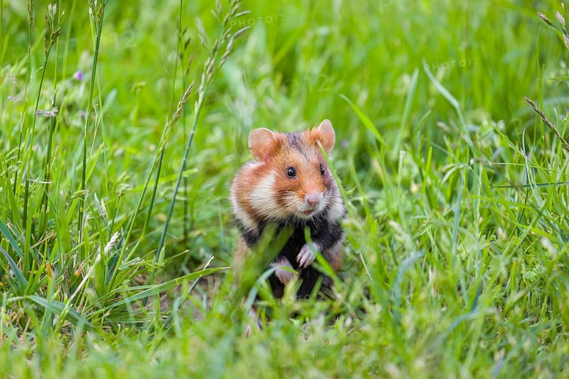 A European hamster (Cricetus cricetus), Eurasian hamster, black-bellied hamster or common hamster, standing tall in high grass, watching his surrounding for enemies and other hamsters