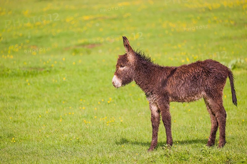 A mixed breed donkey foal stands in a meadow and stretches itself